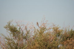 Oreoscoptes montanus