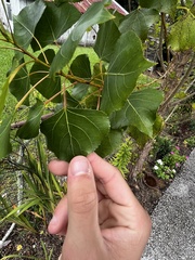 Populus deltoides