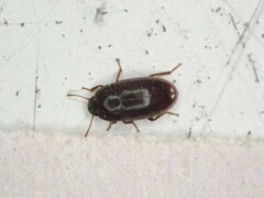 Archeocrypticus topali