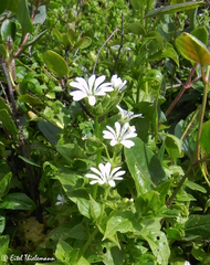 Stellaria chilensis