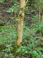 Acer negundo