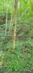 Acer negundo