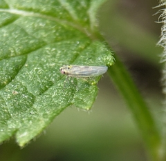 Macrosteles