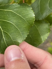 Populus deltoides