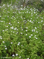 Stellaria chilensis