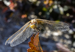 Sympetrum rubicundulum