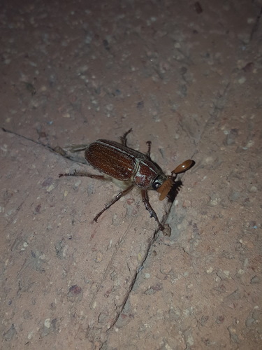 Hammond's Chafer photo 4
