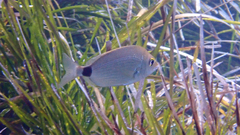 Diplodus annularis