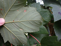 Aceria pseudoplatani