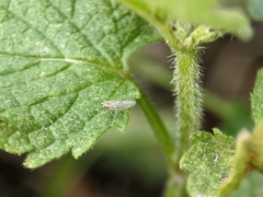 Macrosteles