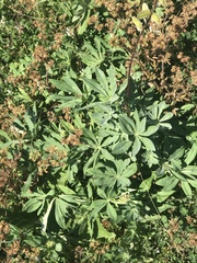 Lupinus latifolius