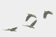 Amazona autumnalis