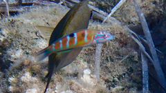 Thalassoma pavo