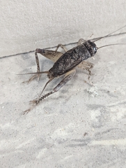 Velarifictorus micado