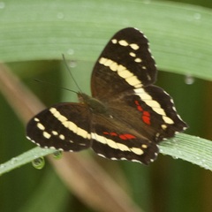 Anartia fatima