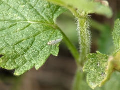 Macrosteles