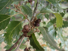 Andricus grossulariae