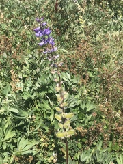 Lupinus latifolius