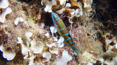 Thalassoma pavo
