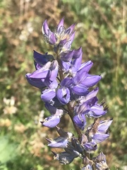 Lupinus latifolius