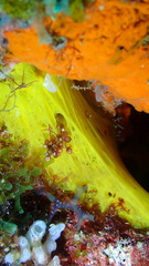 Dercitus luteus