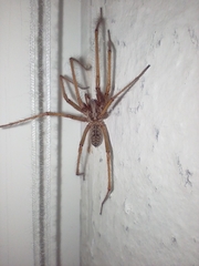 Eratigena atrica