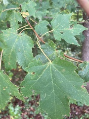 Acer rubrum