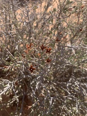 Coleogyne ramosissima