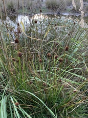 Juncus conglomeratus
