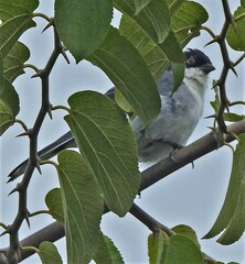 Microspingus melanoleucus