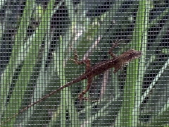 Anolis sagrei