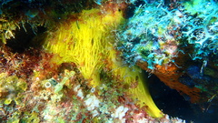 Dercitus luteus