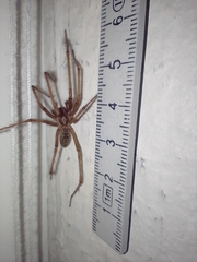 Eratigena atrica