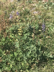 Lupinus latifolius
