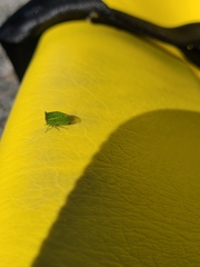 Stictocephala bisonia