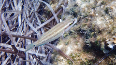 Symphodus tinca