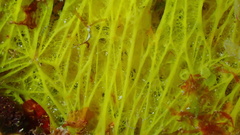 Dercitus luteus