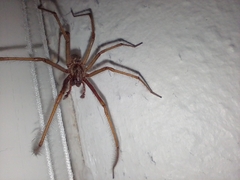 Eratigena atrica