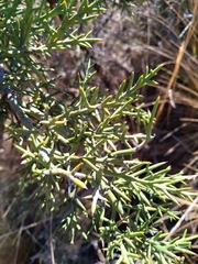 Colletia spinosissima