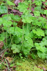 Tellima grandiflora