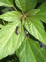 Augochlorini