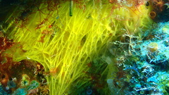 Dercitus luteus