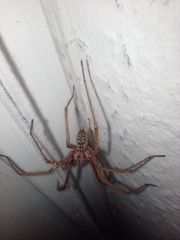 Eratigena atrica