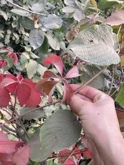 Parthenocissus quinquefolia