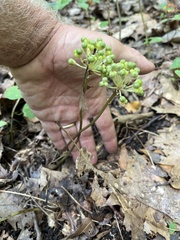 Allium tricoccum