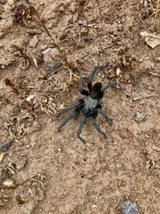 Aphonopelma eutylenum