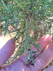 Colletia spinosissima