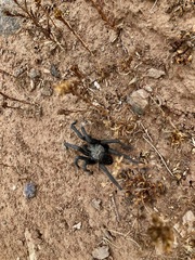 Aphonopelma eutylenum