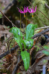 Erythronium revolutum