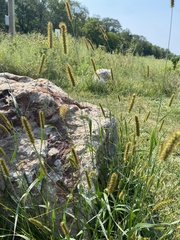 Setaria